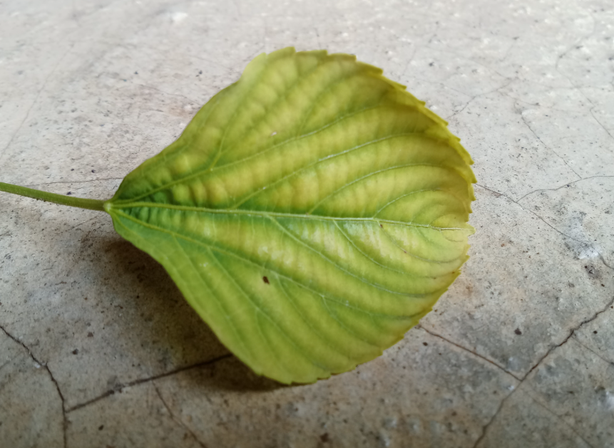 Role of Leaf Acetal